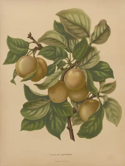 Pflaume Var. Jefferson von Abraham Jacobus Wendel
