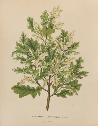 Quercus Fastigeata Foliis Punctata av Abraham Jacobus Wendel
