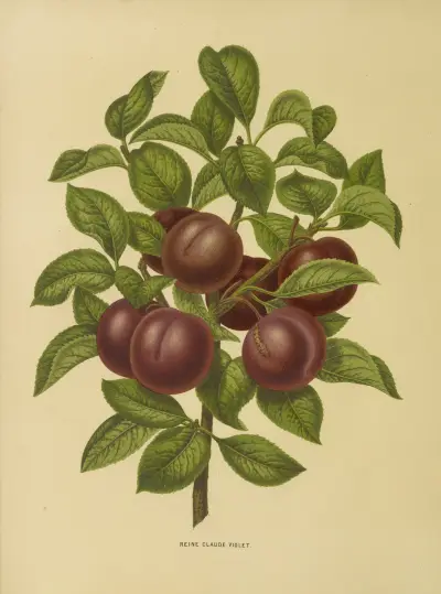 Reine Claude Violet av Abraham Jacobus Wendel