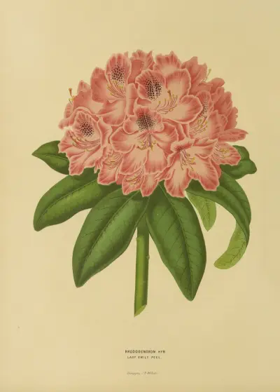 Rhododendron Hyb. Lady Emily Peel av Abraham Jacobus Wendel
