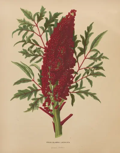 Rhus Glabra Laciniata av Abraham Jacobus Wendel