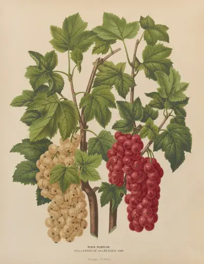 Ribis Rubrum. Hollandsche Aalbessen Var. av Abraham Jacobus Wendel