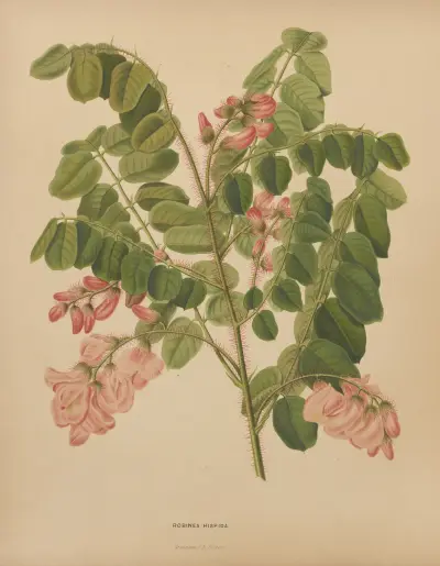 Robinea Hispida av Abraham Jacobus Wendel