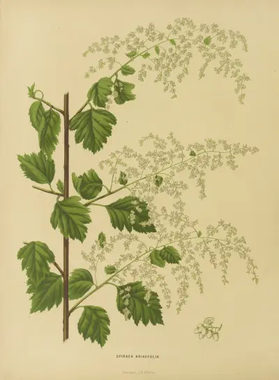 Spiraea Ariaefolia av Abraham Jacobus Wendel