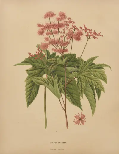 Spiraea Palmata av Abraham Jacobus Wendel