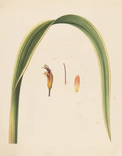 Studie van een blad en een bloem av Abraham Jacobus Wendel