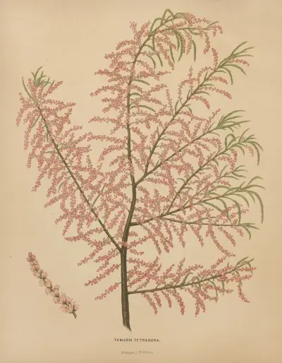 Tamarix Tetrandra av Abraham Jacobus Wendel