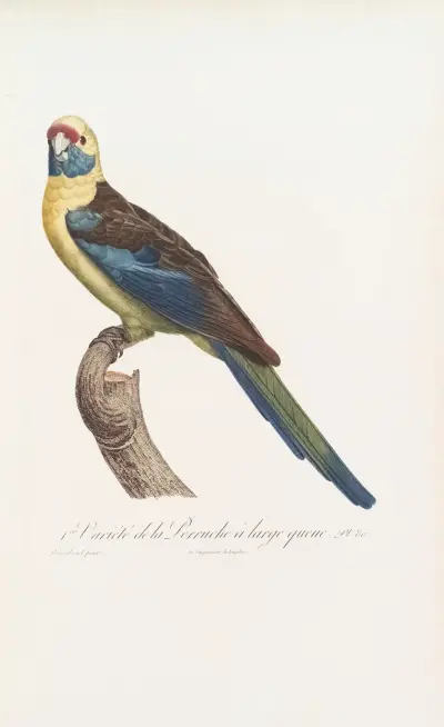 1ere Variété de la Perruche à large queue av Jacques Barraband