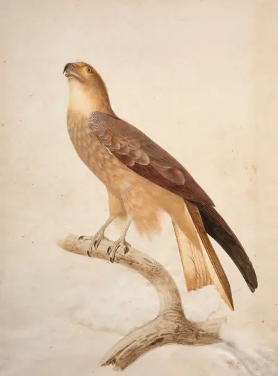 Brun glada (Milvus migrans) av Jacques Barraband