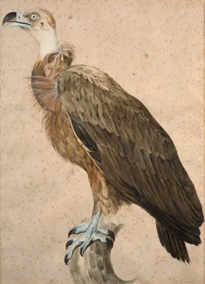 Brun gam av Jacques Barraband