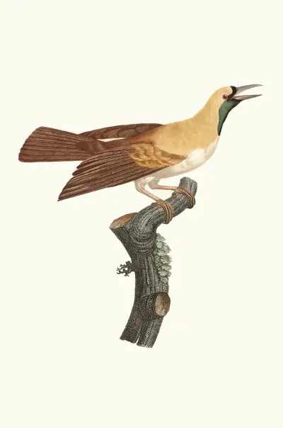 Femelle de petit Oiseau de paradis Emeraude. av Jacques Barraband