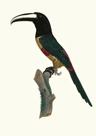 L’Aracari, à ceinture rouge. av Jacques Barraband