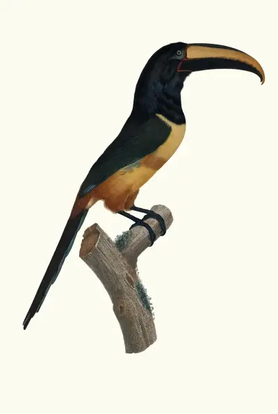 L’Aracari, à cinture [ceinture] rouge, dans son extrême viellesse. av Jacques Barraband