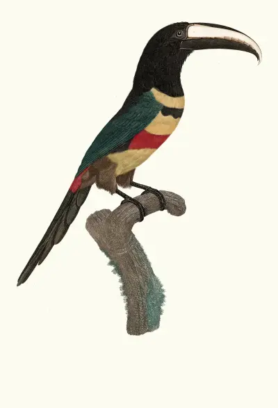 L’Aracari, à double ceinture. av Jacques Barraband