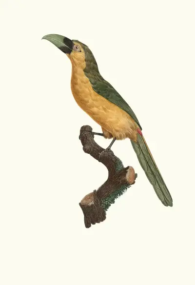 L’Aracari baillon. av Jacques Barraband