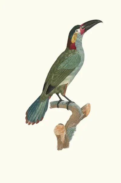 L’Aracari Koulik femelle. av Jacques Barraband