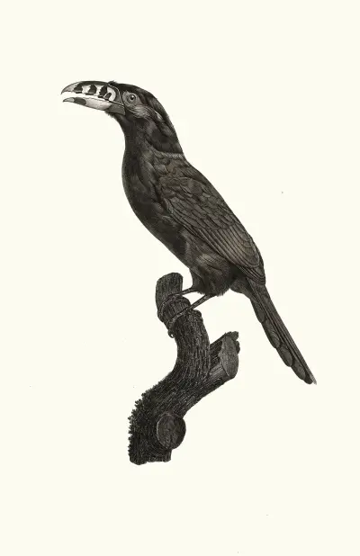 L’Aracari Koulik mâle du Brésil. av Jacques Barraband