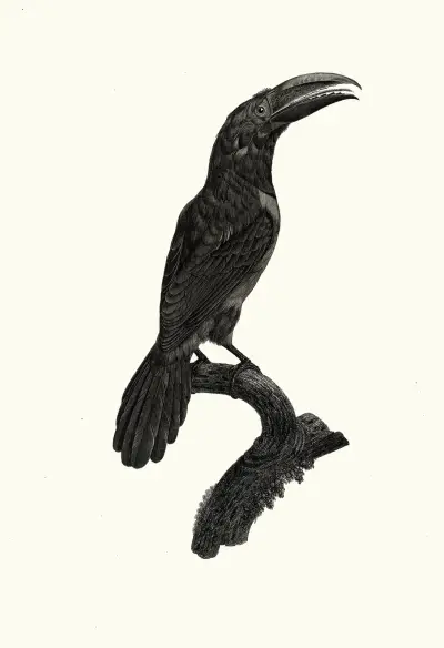 L’Aracari vert [verd], femelle. av Jacques Barraband