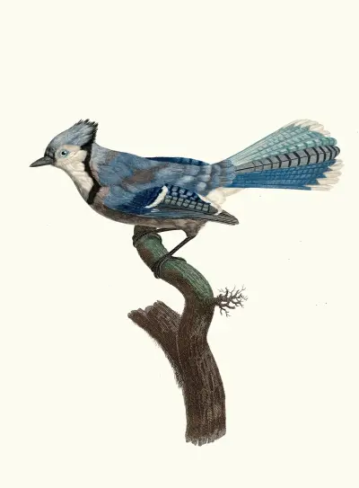 Blåskatan av Jacques Barraband