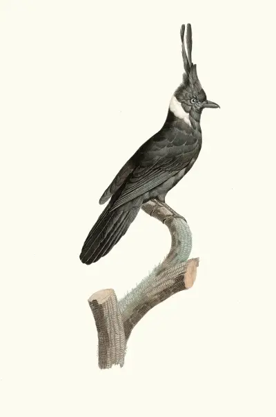 Le Geai Noir à Collier blanc. av Jacques Barraband