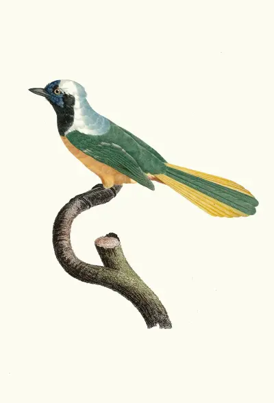 Le Geai Péruvien. av Jacques Barraband