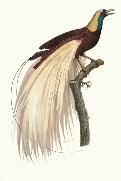 Le grand Oiseau de Paradis, éméraude, mâle av Jacques Barraband