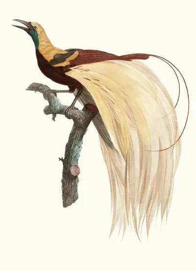 Le petit Oiseau de paradis Emeraude, mâle. av Jacques Barraband