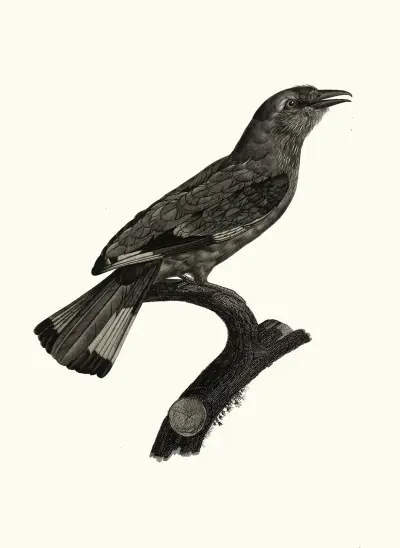 Le Rollier, varié d’Afrique. av Jacques Barraband