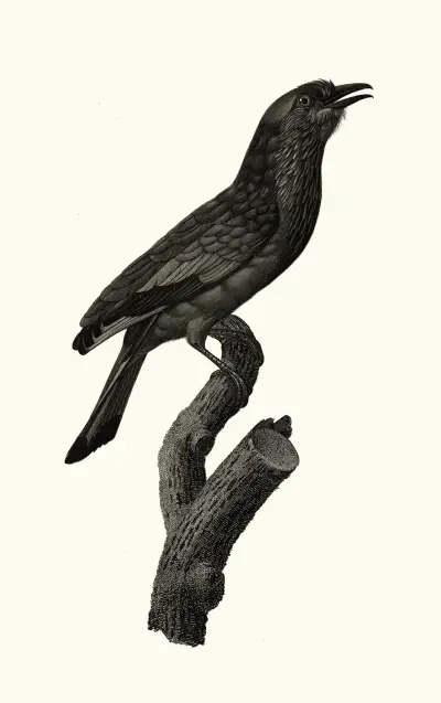 Le Rollier varié des Moluques. av Jacques Barraband