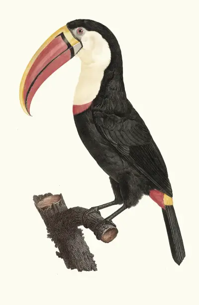 Le Tocan. av Jacques Barraband
