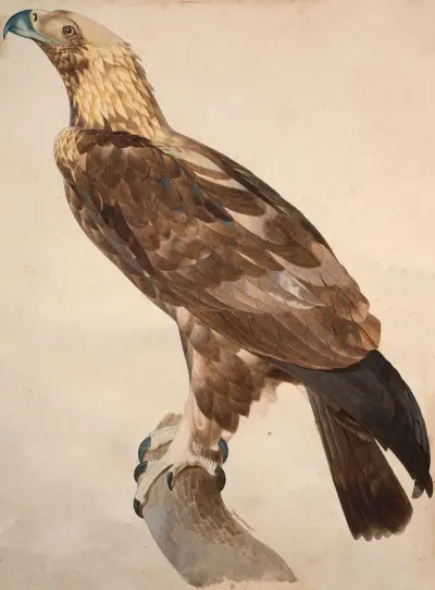 Thebenörnen av Jacques Barraband