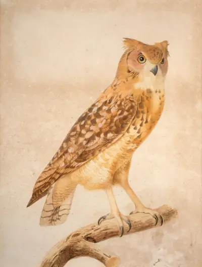 The Pharaoh eagle-owl (Bubo ascalaphus) av Jacques Barraband