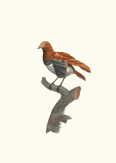 Variété de Manucode. av Jacques Barraband