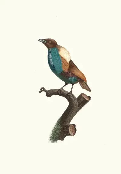 Variété du Magnifique. av Jacques Barraband