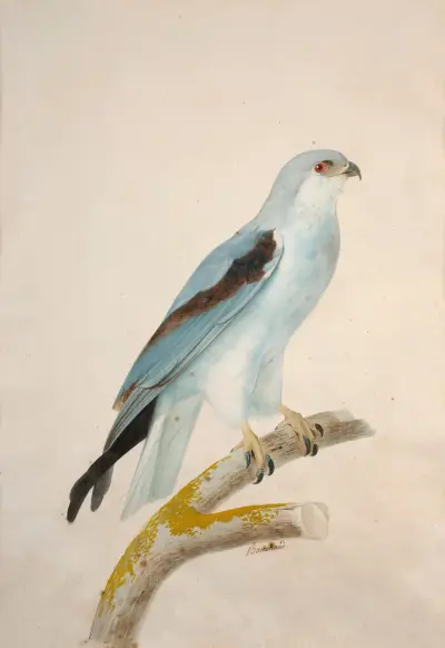 Vit svalstjärtad glada (Elanoides forficatus) av Jacques Barraband
