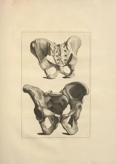Nouveau recueil d’ostéologie et de myologie; dessiné d’après nature Pl.20 av Jacques Gamelin