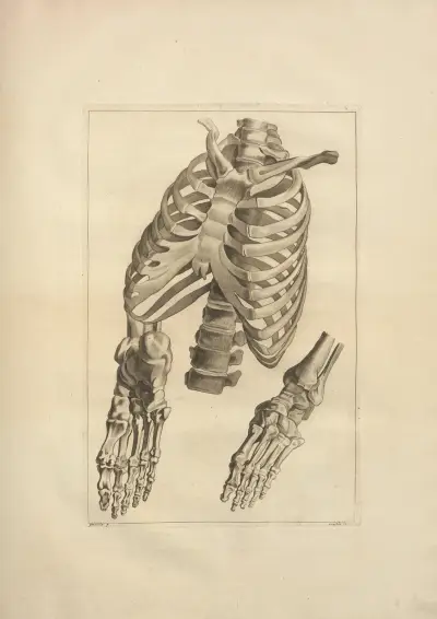 Nouveau recueil d’ostéologie et de myologie; dessiné d’après nature Pl.18 av Jacques Gamelin