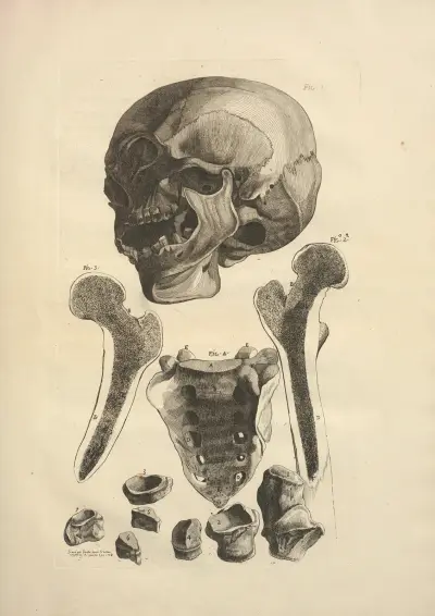 Nouveau recueil d’ostéologie et de myologie; dessiné d’après nature Pl.17 av Jacques Gamelin