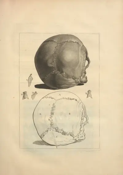 Nouveau recueil d’ostéologie et de myologie; dessiné d’après nature Pl.13 av Jacques Gamelin
