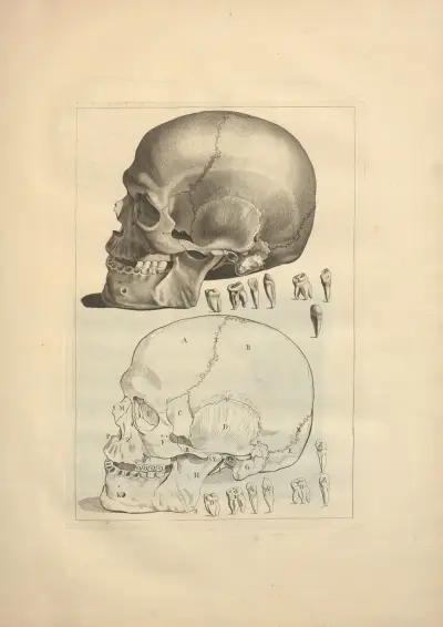 Nouveau recueil d’ostéologie et de myologie; dessiné d’après nature Pl.12 av Jacques Gamelin