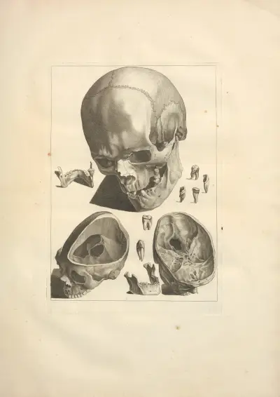 Nouveau recueil d’ostéologie et de myologie; dessiné d’après nature Pl.11 av Jacques Gamelin