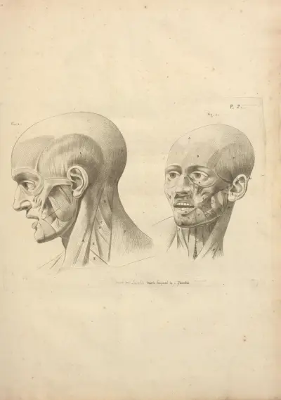 Nouveau recueil d’ostéologie et de myologie; dessiné d’après nature Pl.34 av Jacques Gamelin