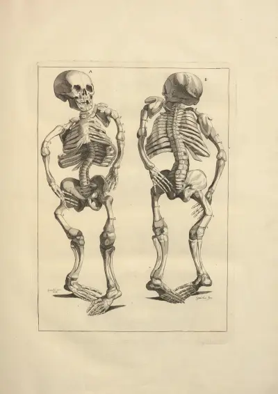 Nouveau recueil d’ostéologie et de myologie; dessiné d’après nature Pl.08 av Jacques Gamelin