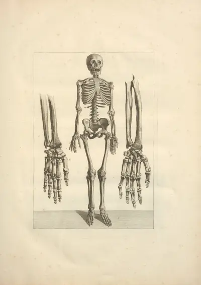Nouveau recueil d’ostéologie et de myologie; dessiné d’après nature Pl.03 av Jacques Gamelin