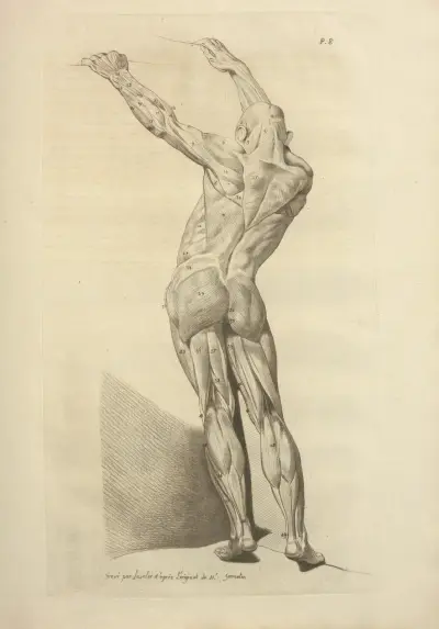 Nouveau recueil d’ostéologie et de myologie; dessiné d’après nature Pl.49 av Jacques Gamelin