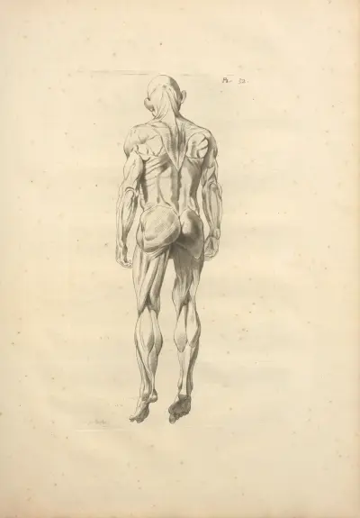 Nouveau recueil d’ostéologie et de myologie; dessiné d’après nature Pl.53 av Jacques Gamelin