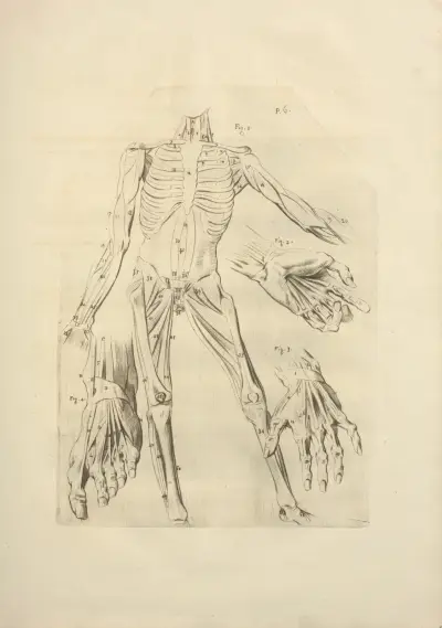 Nový soubor osteologie a myologie; kresleno podle přírody, tabule 45, Jacques Gamelin