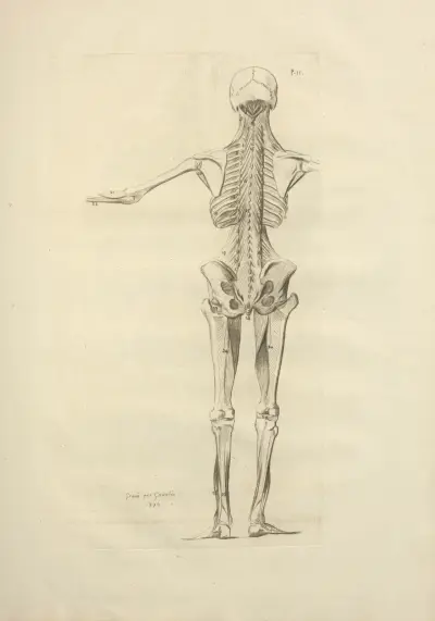 Nový soubor osteologie a myologie; kresleno podle přírody, tab. 57, Jacques Gamelin
