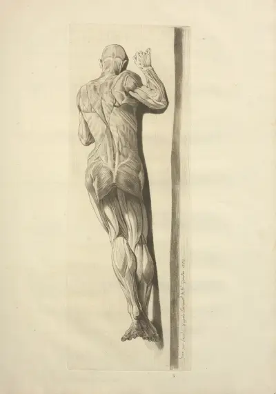 Nový soubor osteologie a myologie; kresleno podle přírody, list 56, Jacques Gamelin