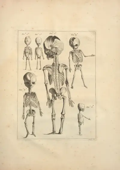 Nouveau recueil d’ostéologie et de myologie; dessiné d’après nature Pl.26 av Jacques Gamelin